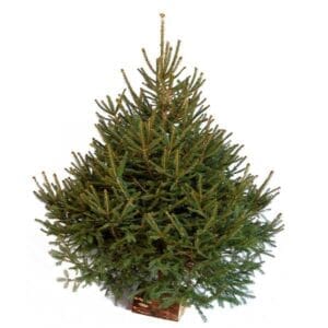 Sapin Epicea Naturel