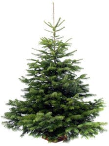 Sapin Nordmann Naturel