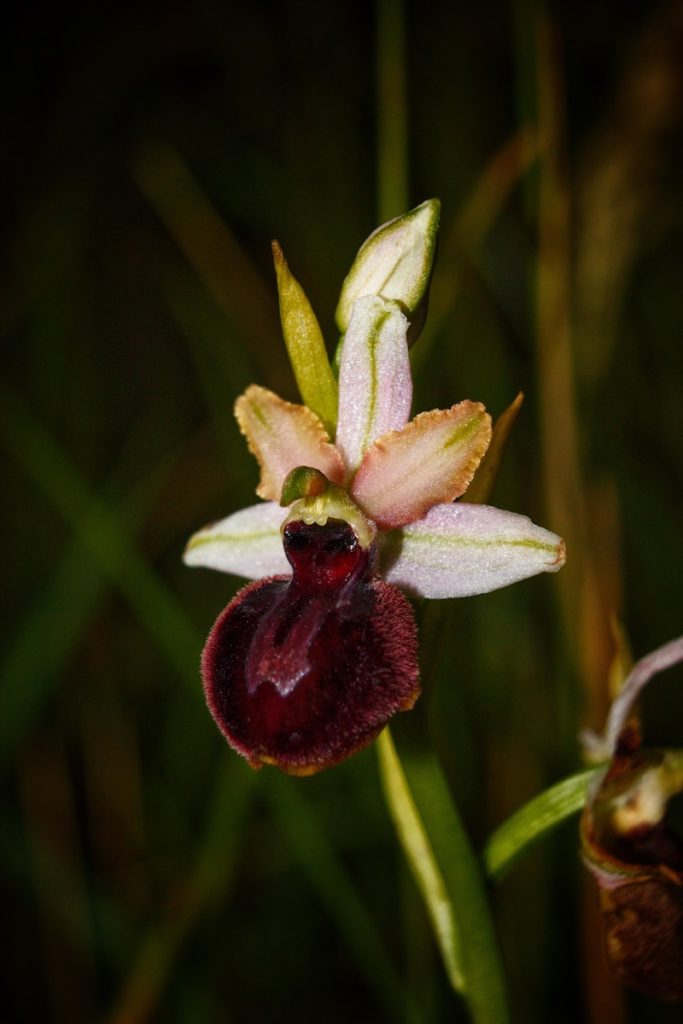 a close up of a flower with a blurry background
