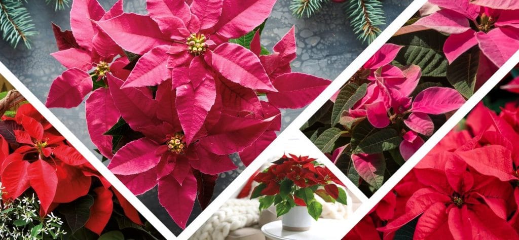 Photo de Poinsettias