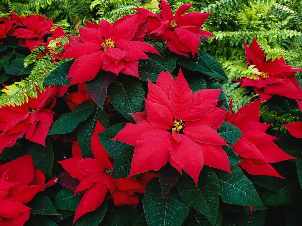 red flowers with green leaves