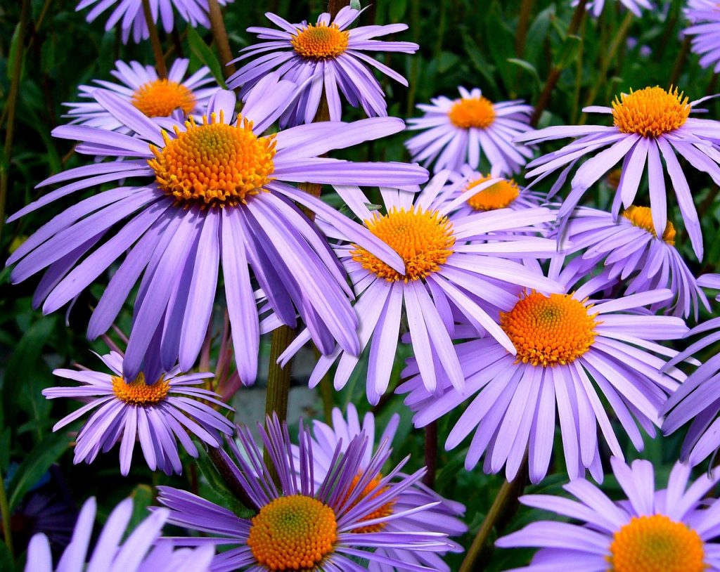 aster d'automne