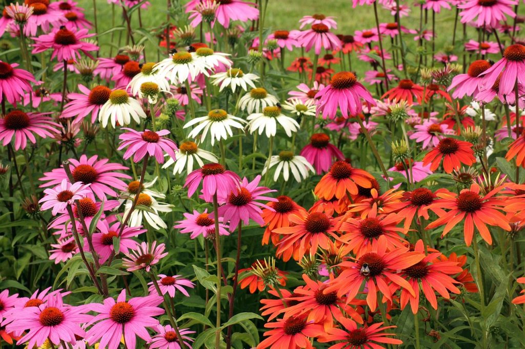 echinacea purpurea
