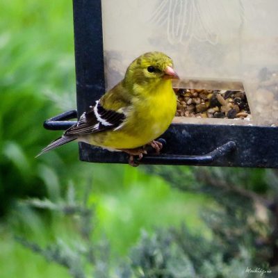Mangeoire oiseaux : American Goldfinch male - Chardonneret jaune mâle