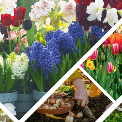 Bulbes_Automnes Les bulbes à floraison printanière