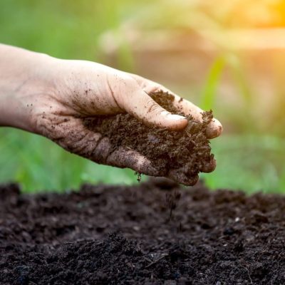 Main de le terreau