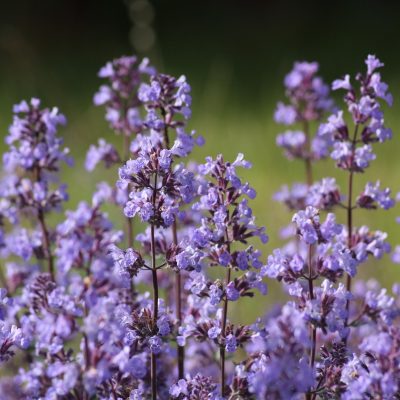 NEPETA FELURS