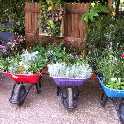 VIVACE EN MELANGE BROUETTE