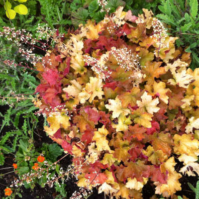 VIVACE HEUCHERE OMBRE