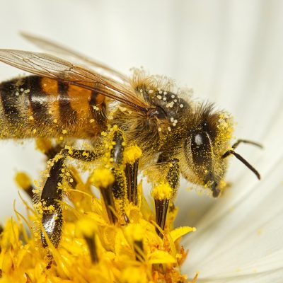 bee-7413333_1280 (1)