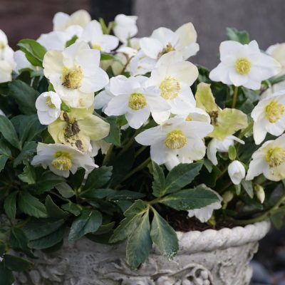 christmas-rose-5838931_1280