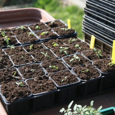 manon25s-plants-5069661_1280