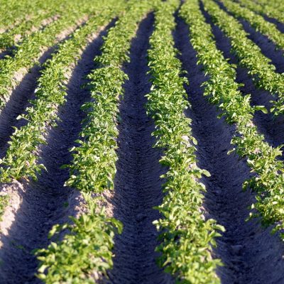 potatoes-2356076_1280