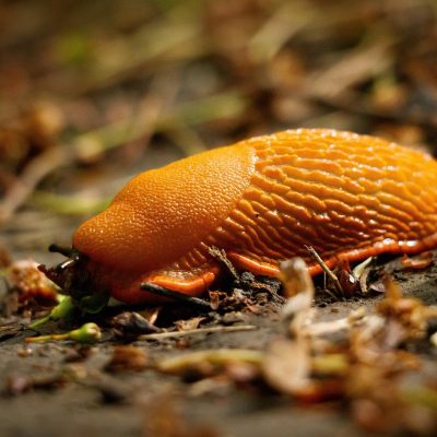 slug-6257561_1280